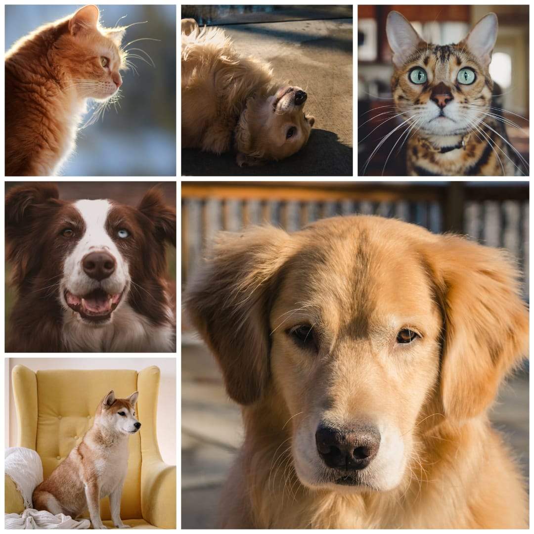 Contact Scallin Blue pet sitters Johannesburg - get a free quote for pet sitting