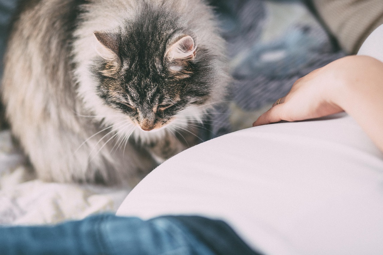 Happy pets with Scallin Blue pet sitters in Johannesburg