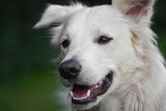 Luxury pet sitting prices - premium care packages Johannesburg