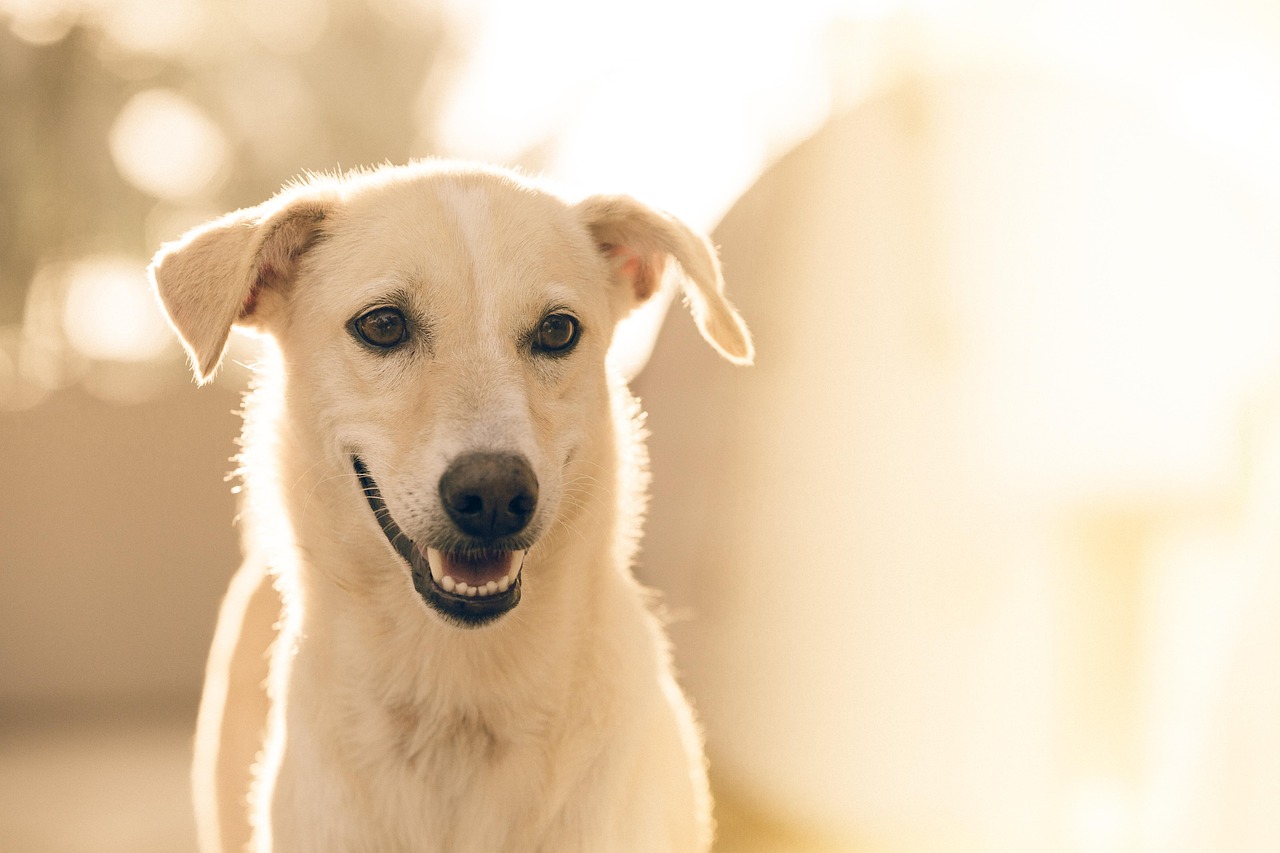 Professional pet sitting care in Sandton and Alberton - happy pets at home