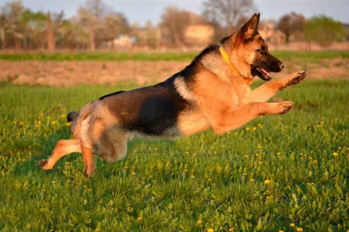 Free dog walking promotion Johannesburg - first walk free in Sandton