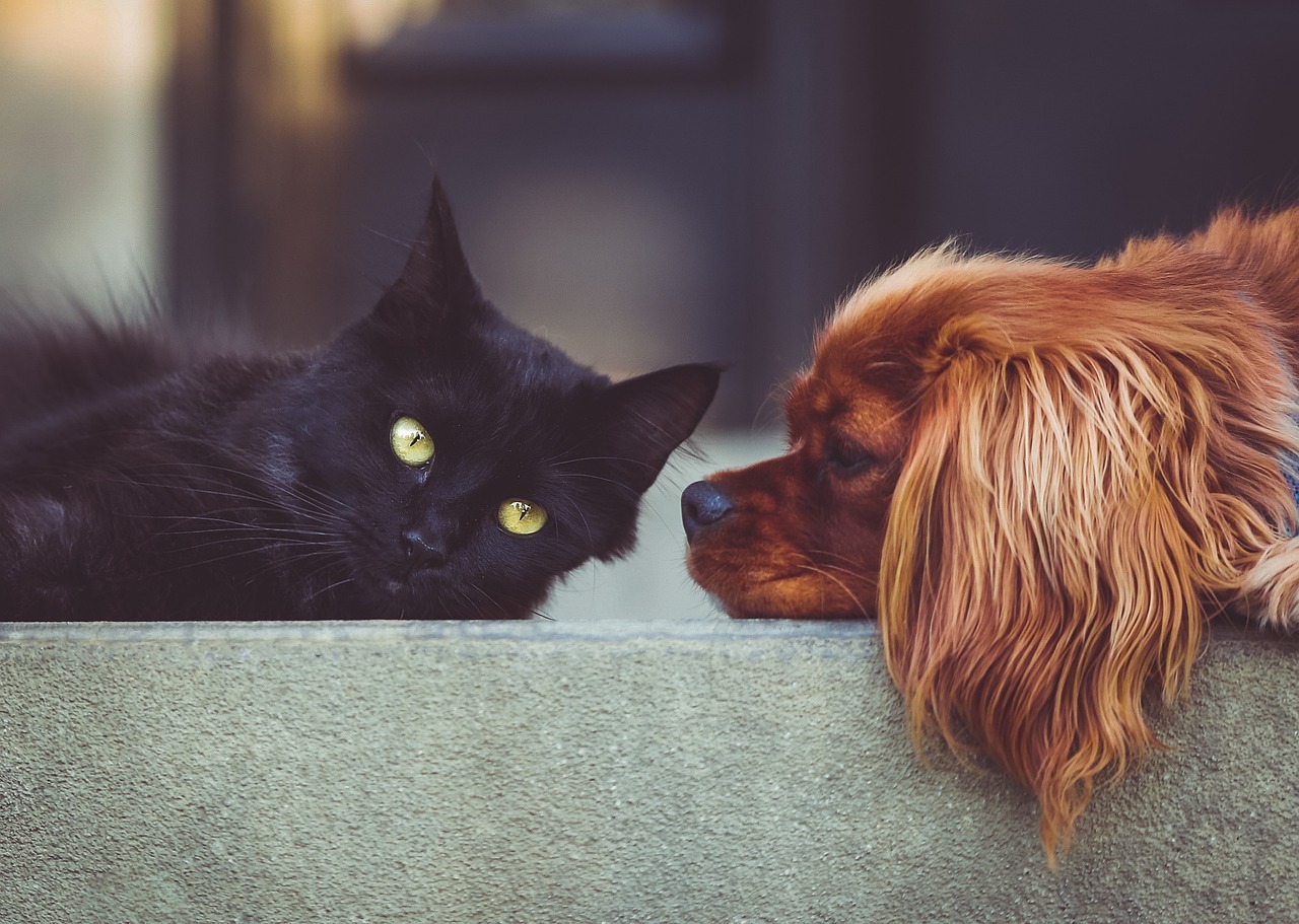 Scallin Blue pet sitting team - trusted pet sitters in Johannesburg